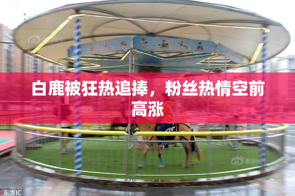 白鹿被狂热追捧，粉丝热情空前高涨