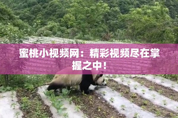 蜜桃小视频网：精彩视频尽在掌握之中！
