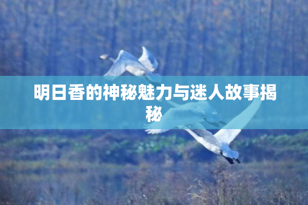 明日香的神秘魅力与迷人故事揭秘