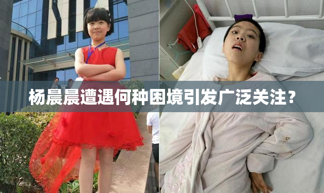 杨晨晨遭遇何种困境引发广泛关注？