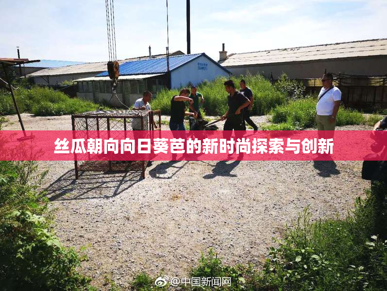 丝瓜朝向向日葵芭的新时尚探索与创新