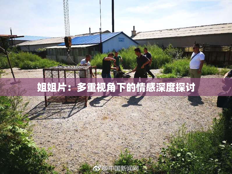 姐姐片：多重视角下的情感深度探讨