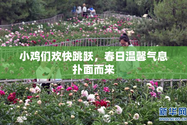小鸡们欢快跳跃，春日温馨气息扑面而来