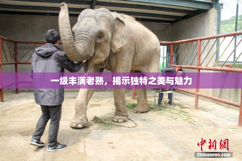 一级丰满老熟，揭示独特之美与魅力