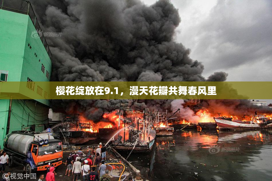 樱花绽放在9.1，漫天花瓣共舞春风里