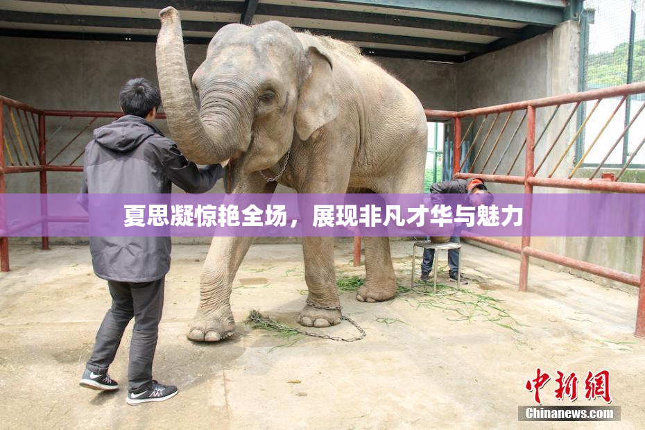 夏思凝惊艳全场，展现非凡才华与魅力