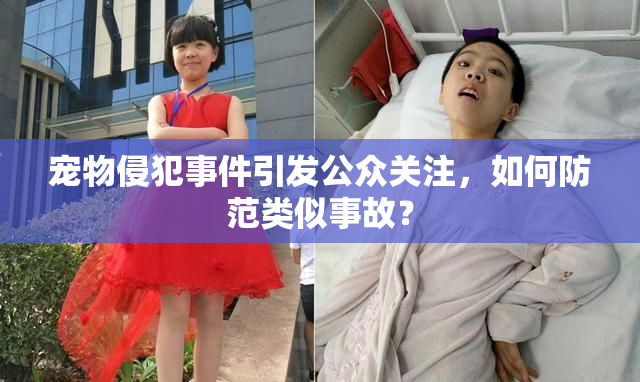 宠物侵犯事件引发公众关注，如何防范类似事故？