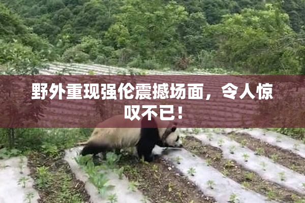 野外重现强伦震撼场面，令人惊叹不已！