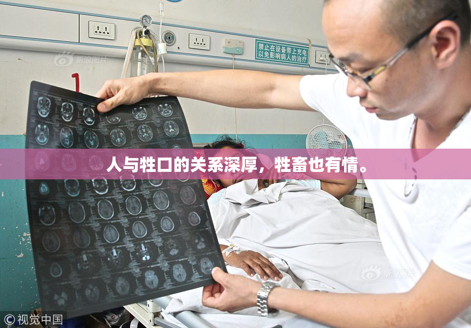 人与牲口的关系深厚，牲畜也有情。