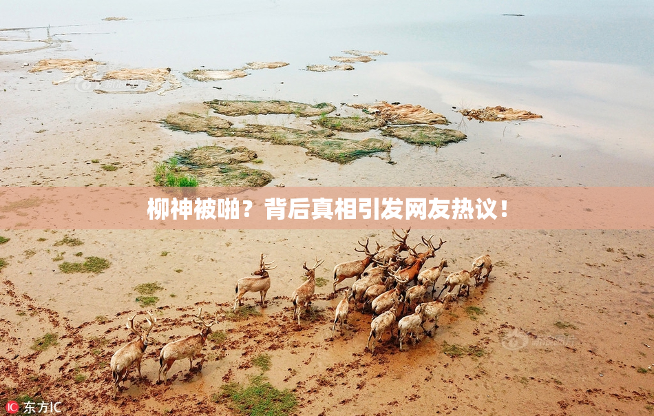柳神被啪？背后真相引发网友热议！