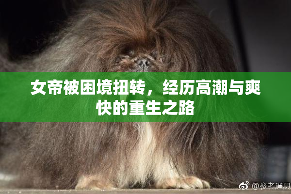 女帝被困境扭转，经历高潮与爽快的重生之路