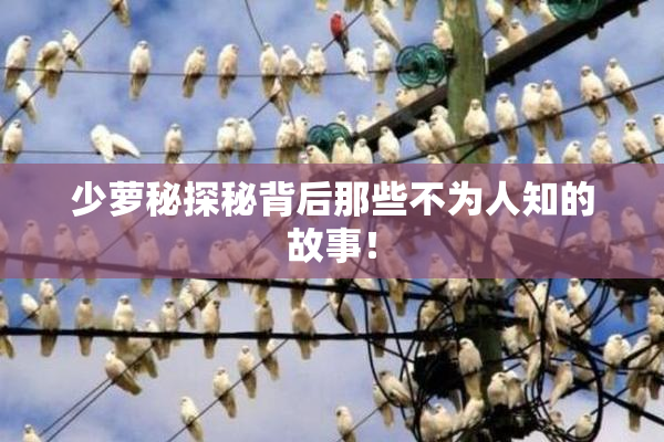 少萝秘探秘背后那些不为人知的故事！
