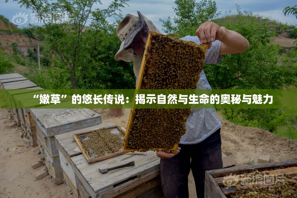 “嫩草”的悠长传说：揭示自然与生命的奥秘与魅力