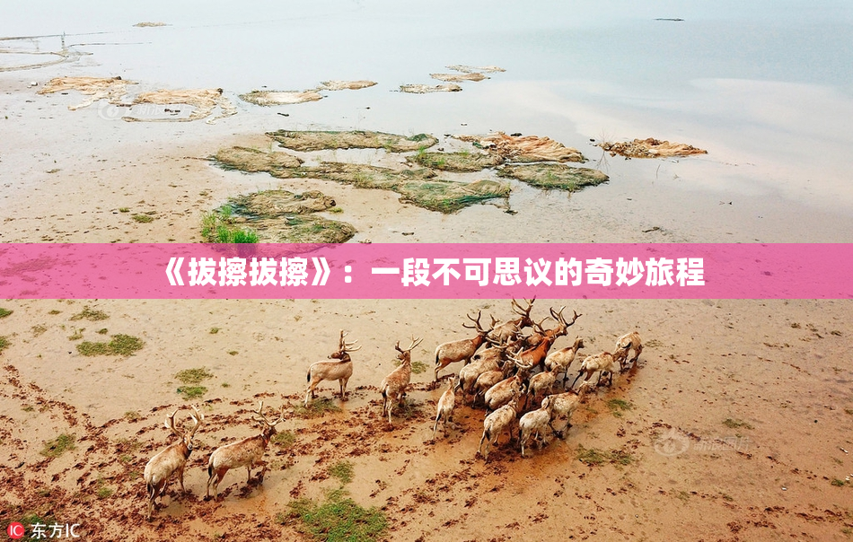 《拔擦拔擦》：一段不可思议的奇妙旅程