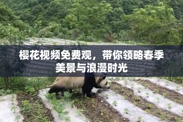 樱花视频免费观，带你领略春季美景与浪漫时光