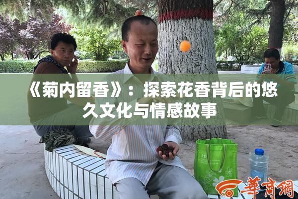 《菊内留香》：探索花香背后的悠久文化与情感故事