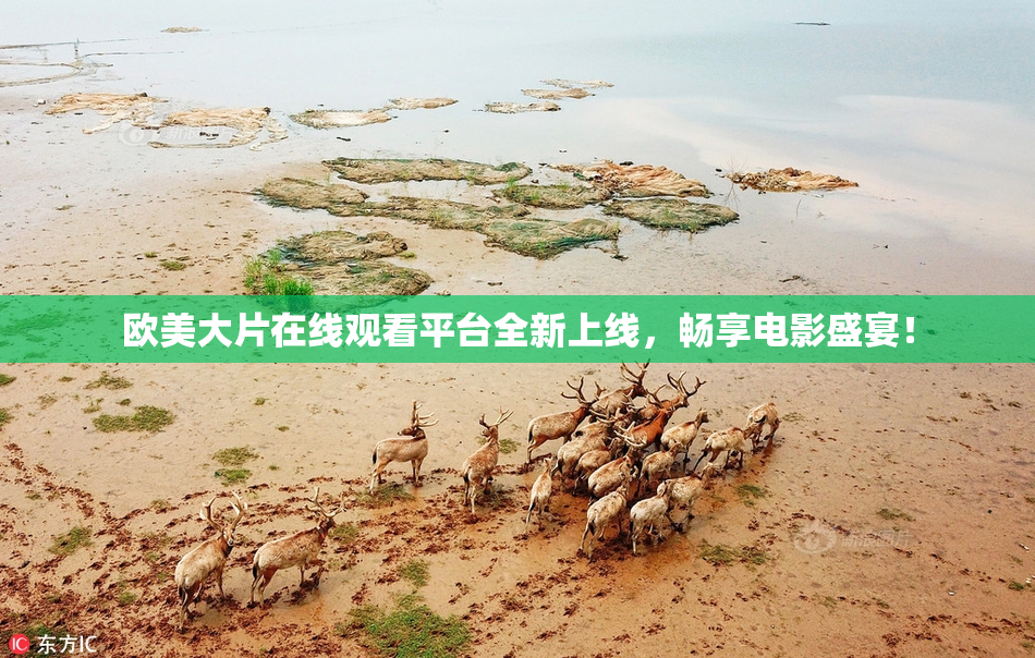 欧美大片在线观看平台全新上线，畅享电影盛宴！