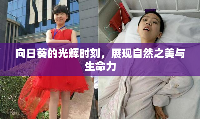 向日葵的光辉时刻，展现自然之美与生命力
