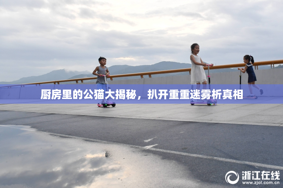 厨房里的公猫大揭秘，扒开重重迷雾析真相