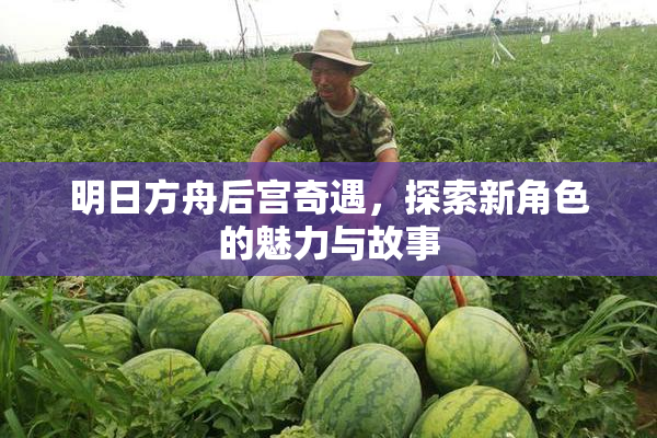 明日方舟后宫奇遇，探索新角色的魅力与故事