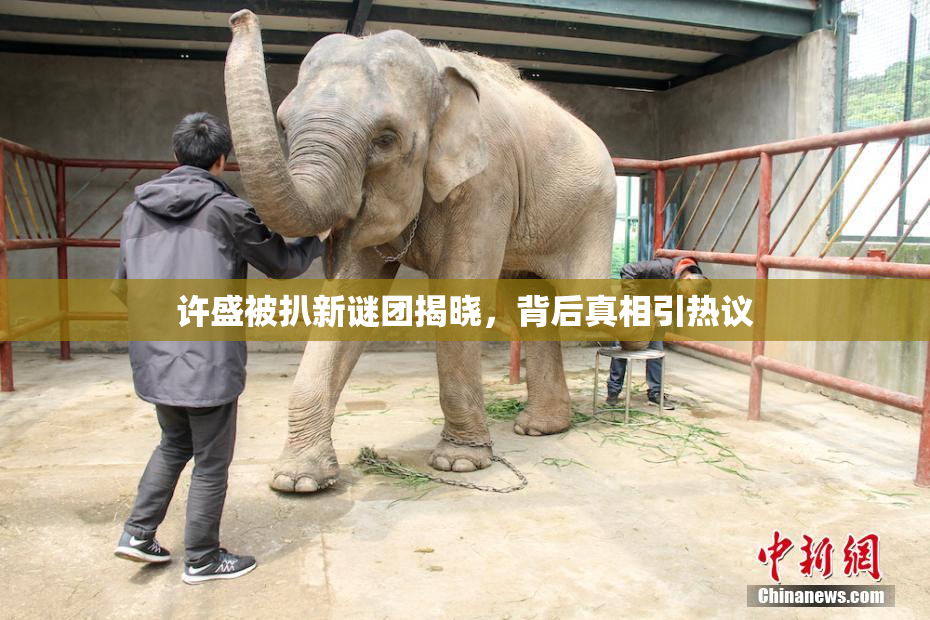 许盛被扒新谜团揭晓，背后真相引热议