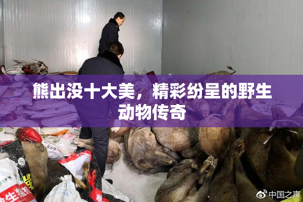 熊出没十大美，精彩纷呈的野生动物传奇