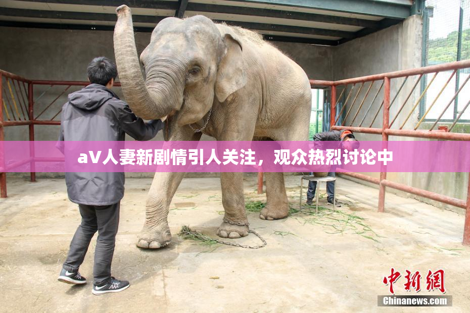 aV人妻新剧情引人关注，观众热烈讨论中