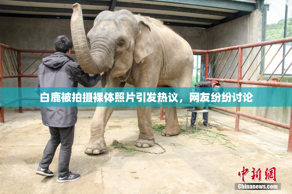 白鹿被拍摄裸体照片引发热议，网友纷纷讨论