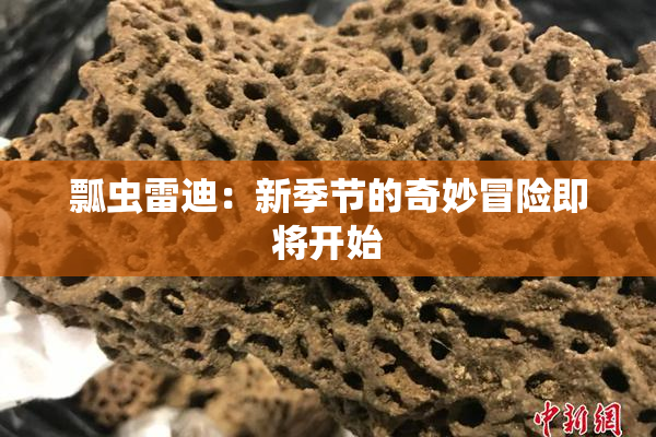 瓢虫雷迪：新季节的奇妙冒险即将开始