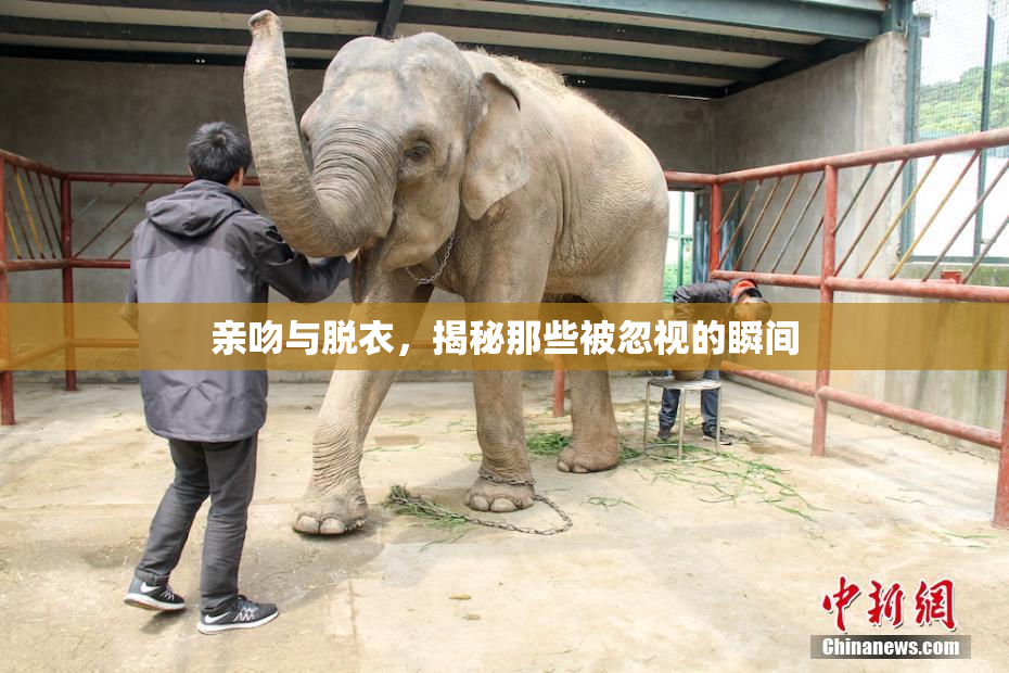 亲吻与脱衣，揭秘那些被忽视的瞬间