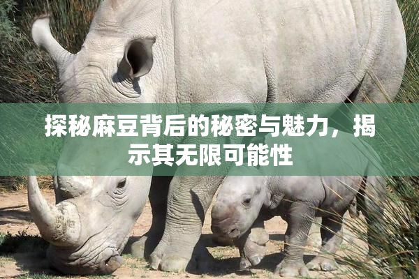探秘麻豆背后的秘密与魅力，揭示其无限可能性