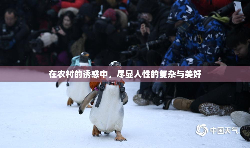 在农村的诱惑中，尽显人性的复杂与美好