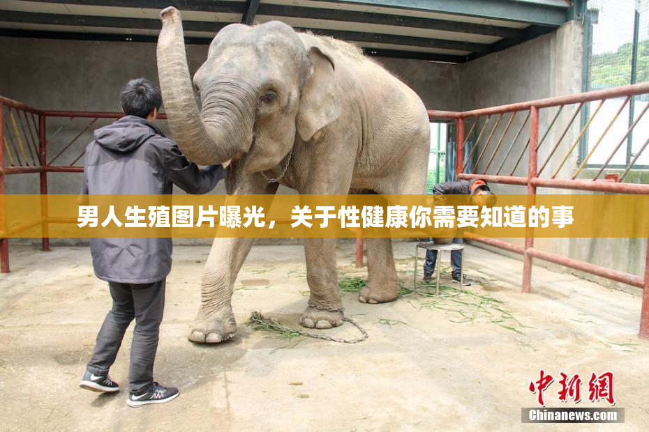 男人生殖图片曝光，关于性健康你需要知道的事