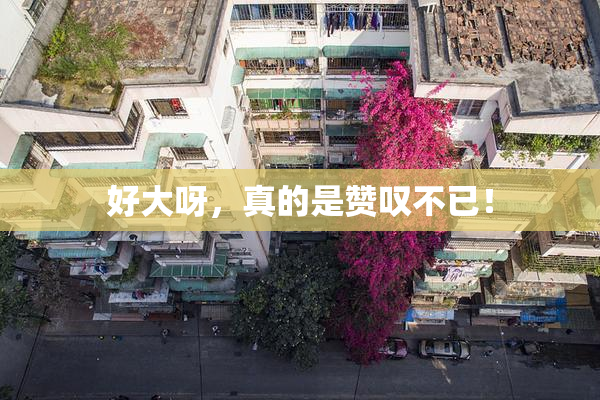 好大呀，真的是赞叹不已！