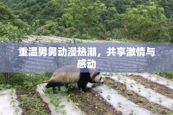 重温男男动漫热潮，共享激情与感动