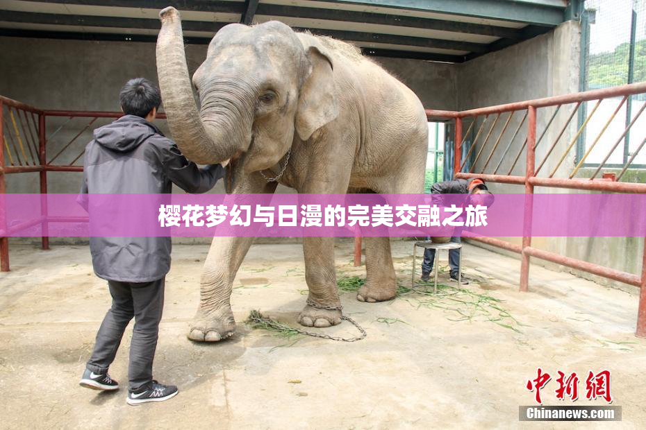樱花梦幻与日漫的完美交融之旅
