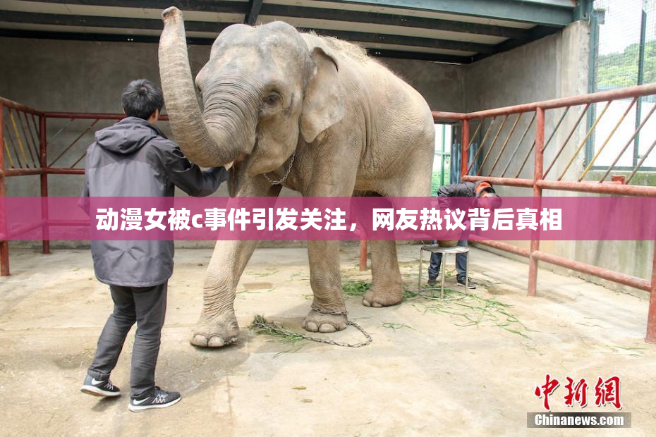 动漫女被c事件引发关注，网友热议背后真相