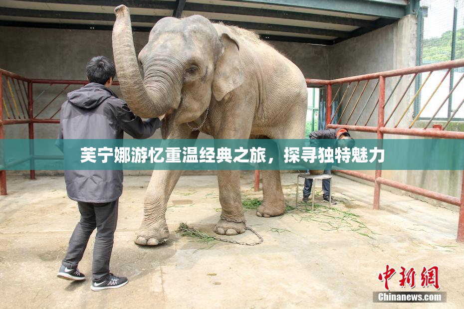 芙宁娜游忆重温经典之旅，探寻独特魅力