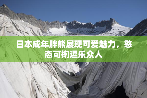 日本成年胖熊展现可爱魅力，憨态可掬逗乐众人