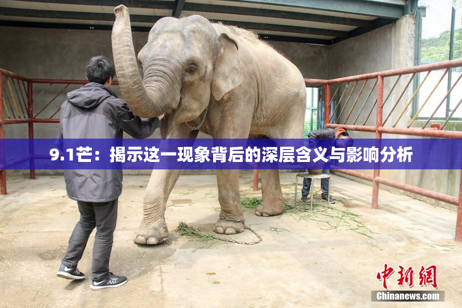 9.1芒：揭示这一现象背后的深层含义与影响分析