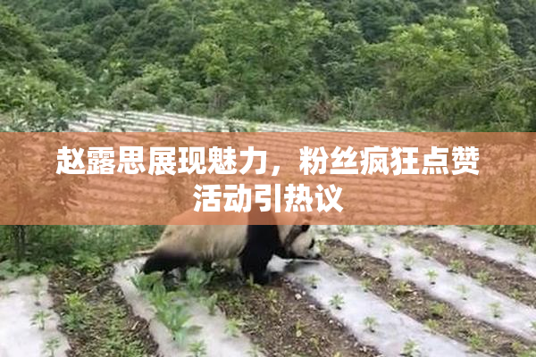 赵露思展现魅力，粉丝疯狂点赞活动引热议