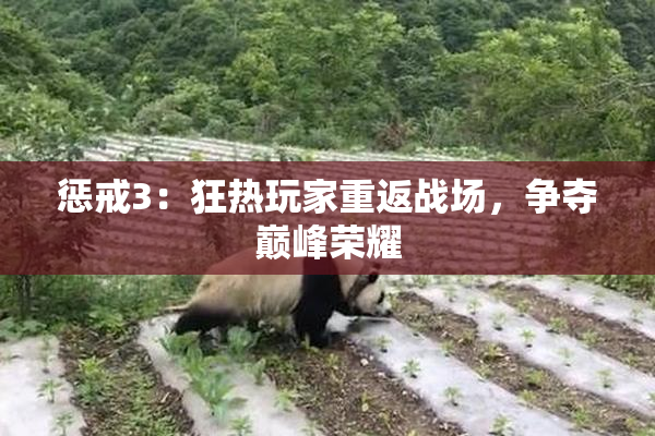 惩戒3：狂热玩家重返战场，争夺巅峰荣耀