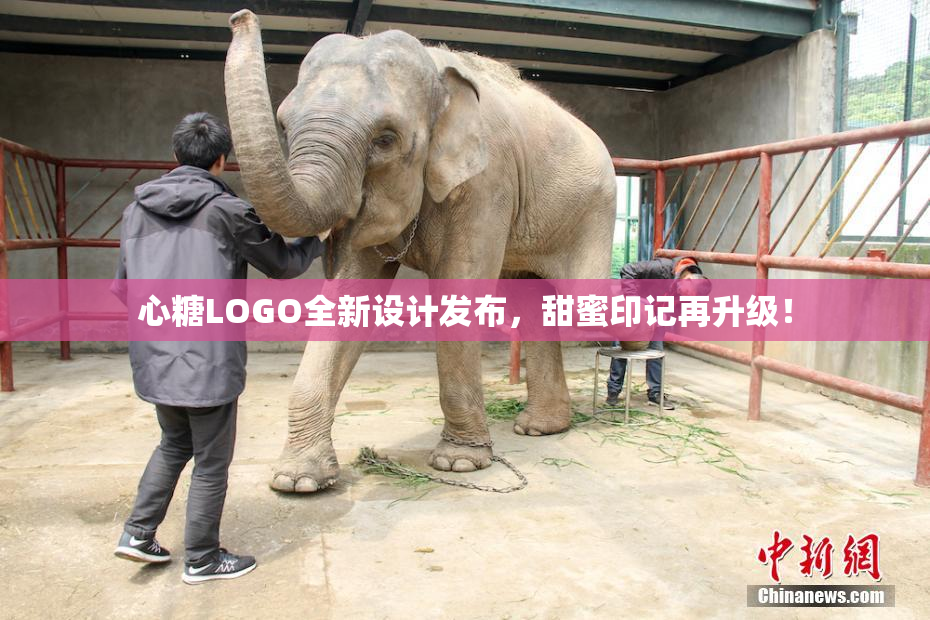 心糖LOGO全新设计发布，甜蜜印记再升级！