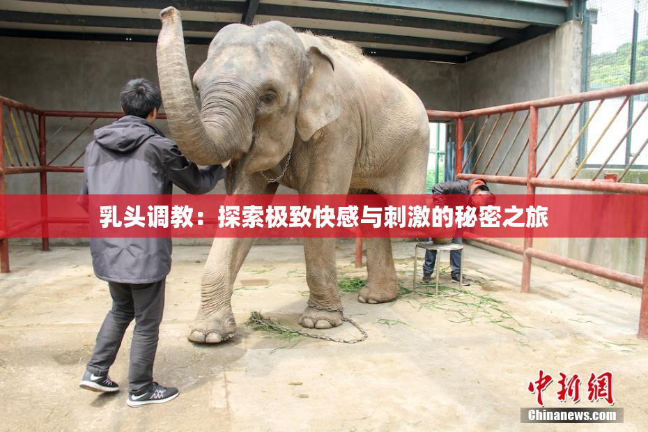 乳头调教：探索极致快感与刺激的秘密之旅