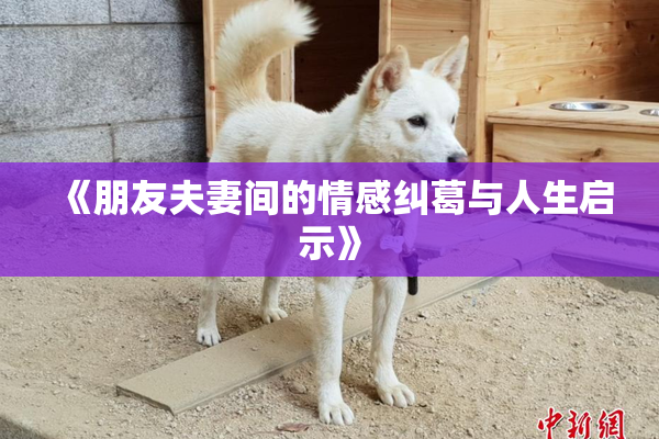 《朋友夫妻间的情感纠葛与人生启示》