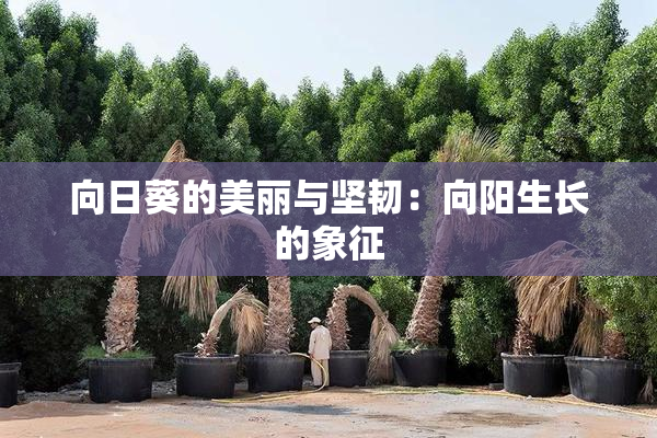 向日葵的美丽与坚韧：向阳生长的象征