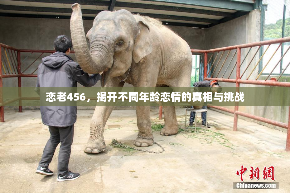 恋老456，揭开不同年龄恋情的真相与挑战