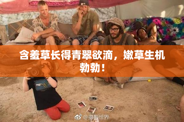 含羞草长得青翠欲滴，嫩草生机勃勃！