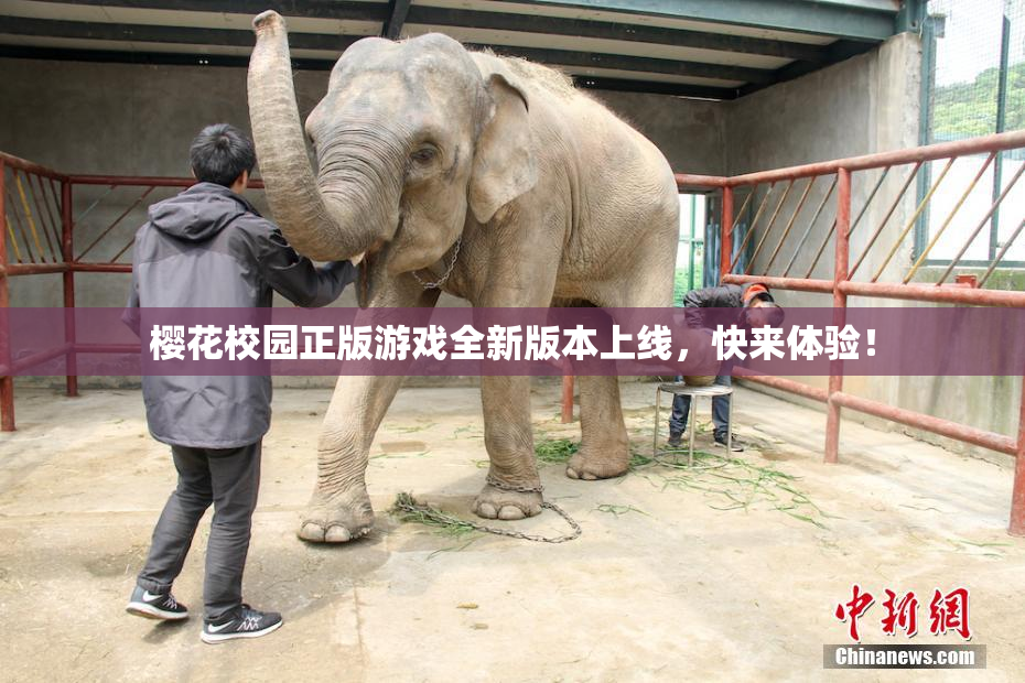 樱花校园正版游戏全新版本上线，快来体验！