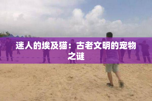 迷人的埃及猫：古老文明的宠物之谜